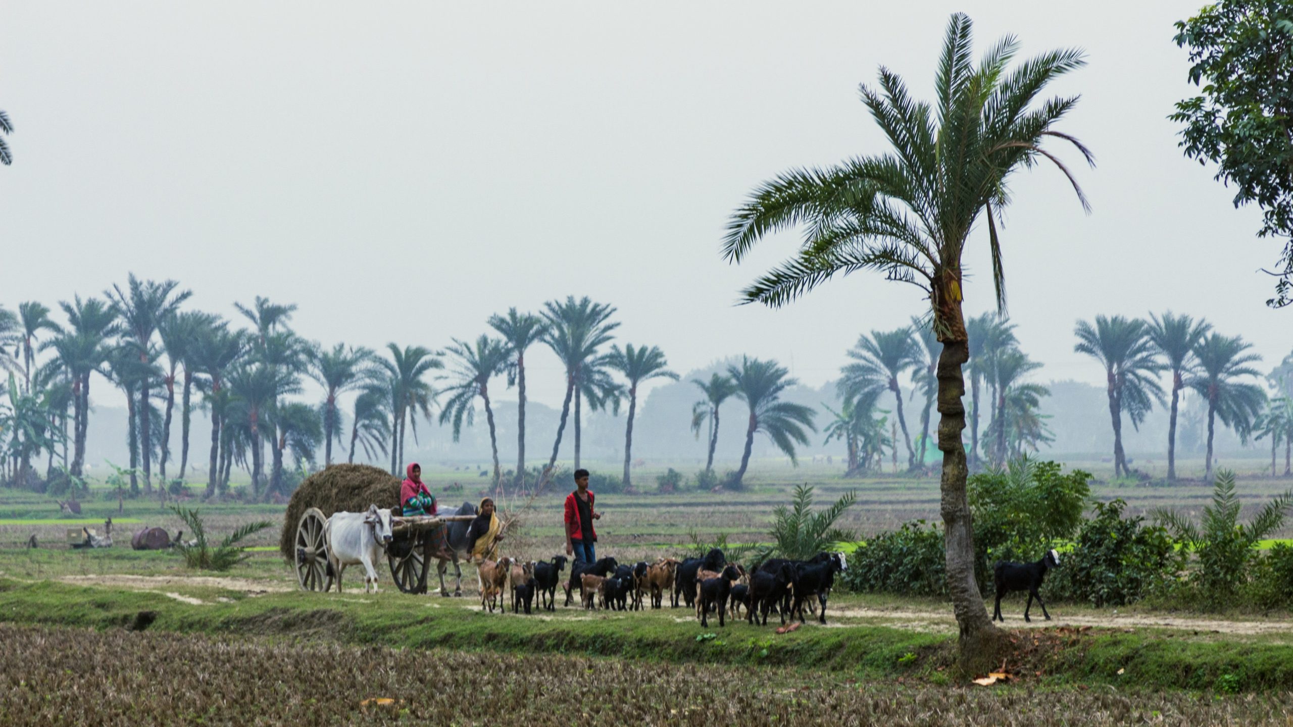 Winter Morning Paragraph